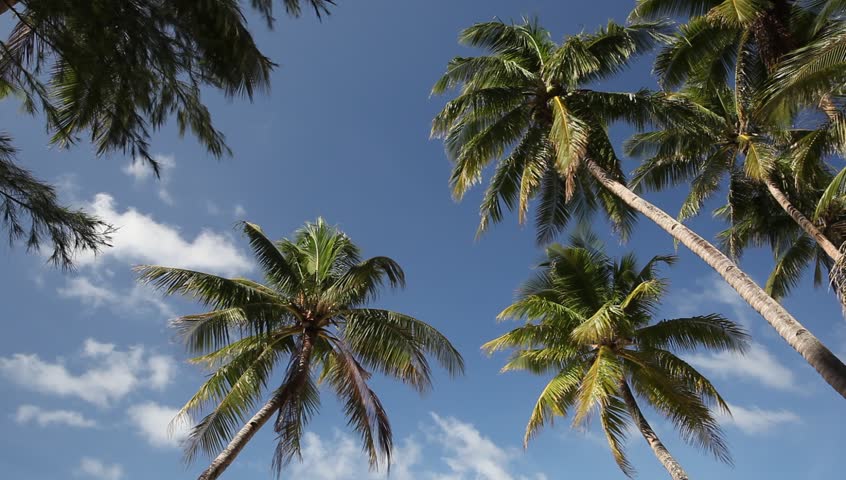 Top of coconut palm on sky background