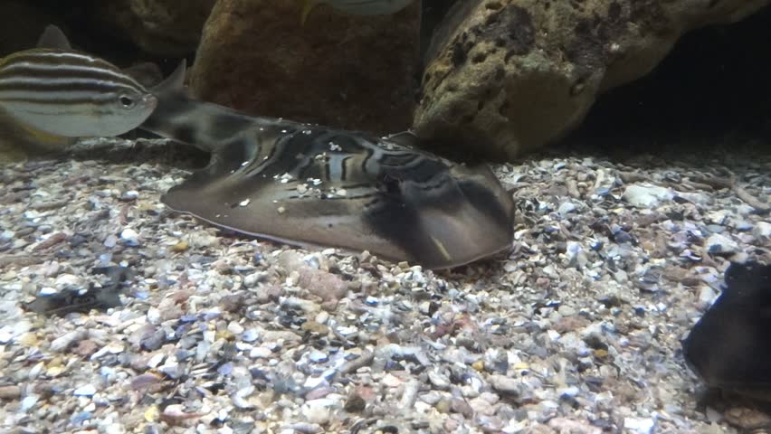 a fiddler stingray buries itself under sand and gravel filmed at 1080p 60fps