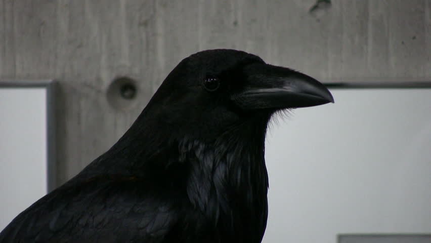 Tight HD clip of the head and shoulders of a very black raven on display inside a local nature center