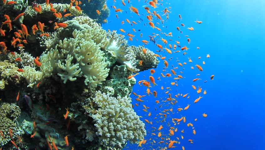 Coral Reef Scene with Tropical Fishes (Lyretail Anthias) in the Red Sea