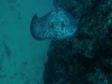 marbled sting ray approaching under water