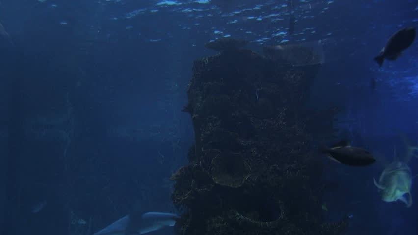 Sharks swimming in aquarium with other fish. 