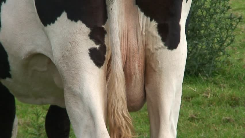 closeup of cow's udders