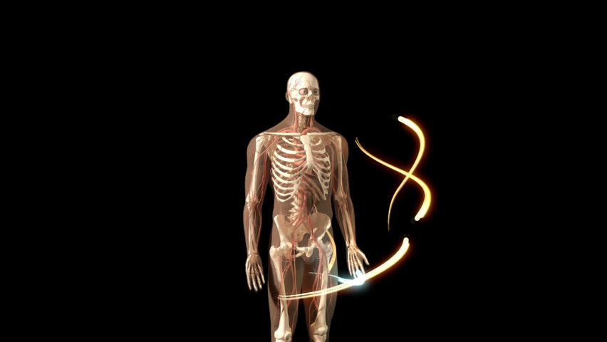 3D video involving one full clockwise rotational visualisation of human man anatomical model showing full body skeleton, nerves and decreasing number of coloured lines moving against black background