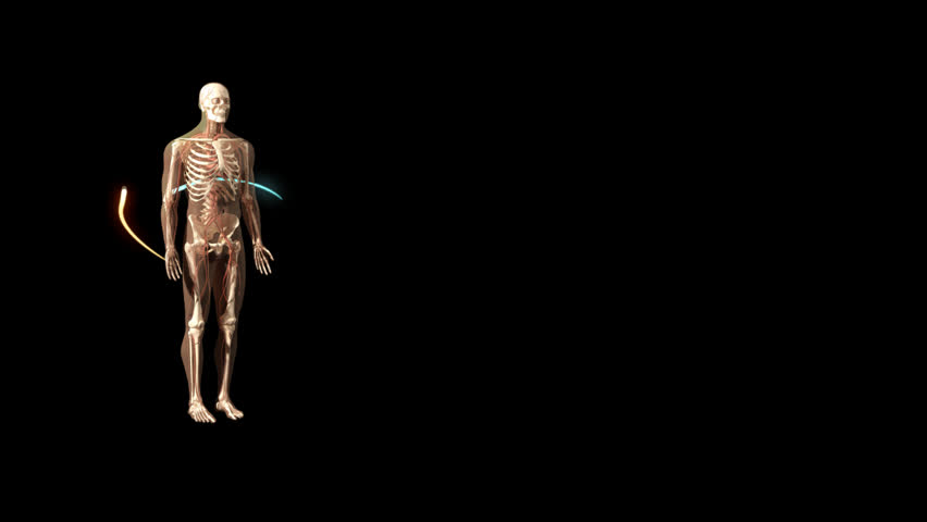Clockwise rotational 3D visualisation of human man anatomical model showing skeleton, nerves and coloured lines moving against black background with high zoom on head and neck