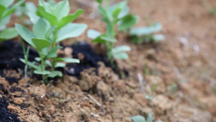 broad bean sapling in the garden