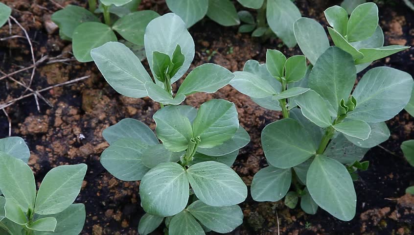 broad bean sapling in the garden