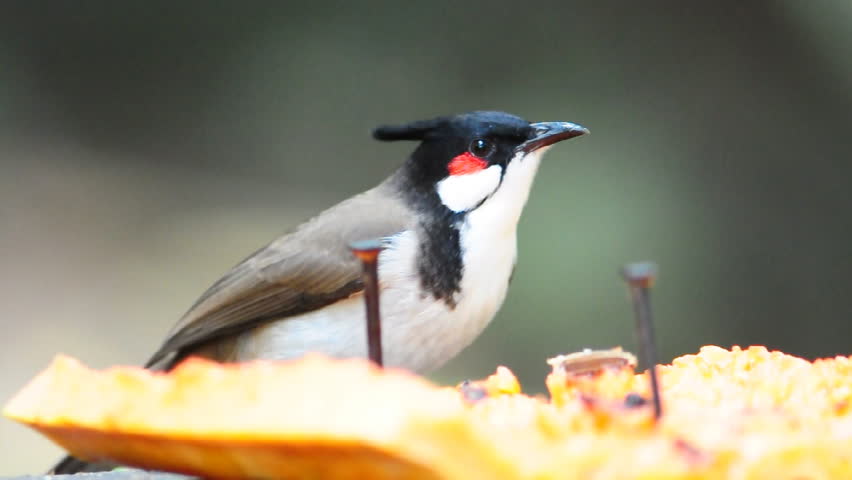 Red-whiskered bulbul Bird from Thailand