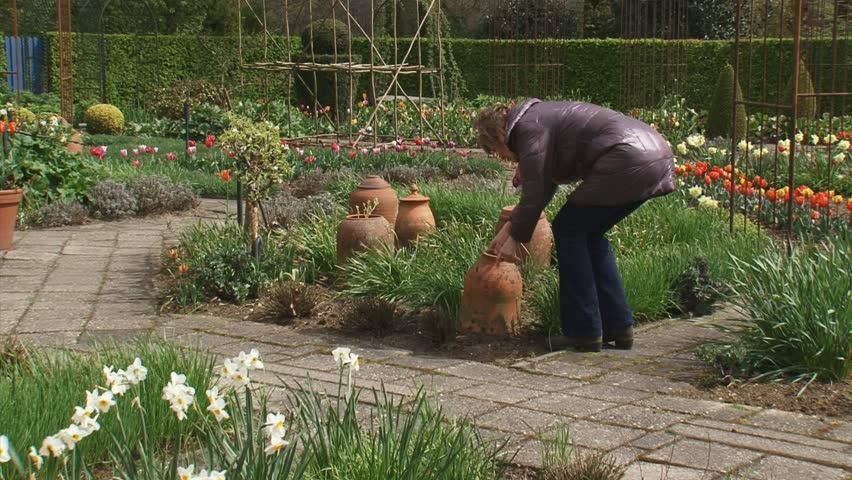 Woman peeps into a terracotta container with sea kale in kitchen garden. Forcing is a process which provides an earlier harvest.