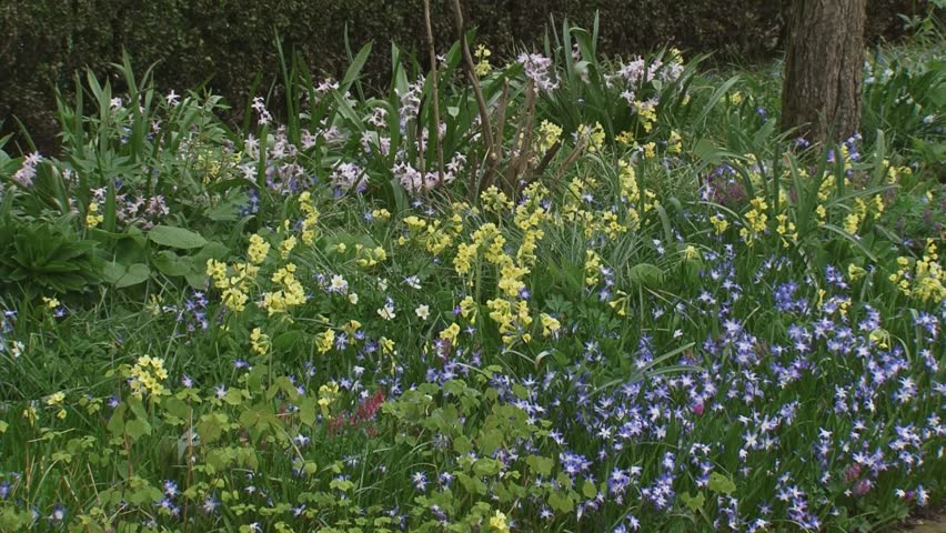 Primula elatior, True oxlip and Chionodoxa, Glory-of-the-snow in shaded garden