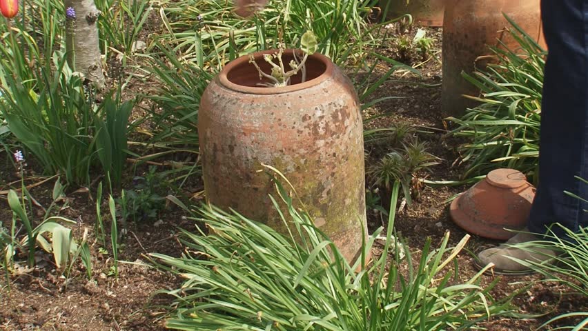 Remove terracotta container with sea kale in kitchen garden. Forcing is a process which provides an earlier harvest.