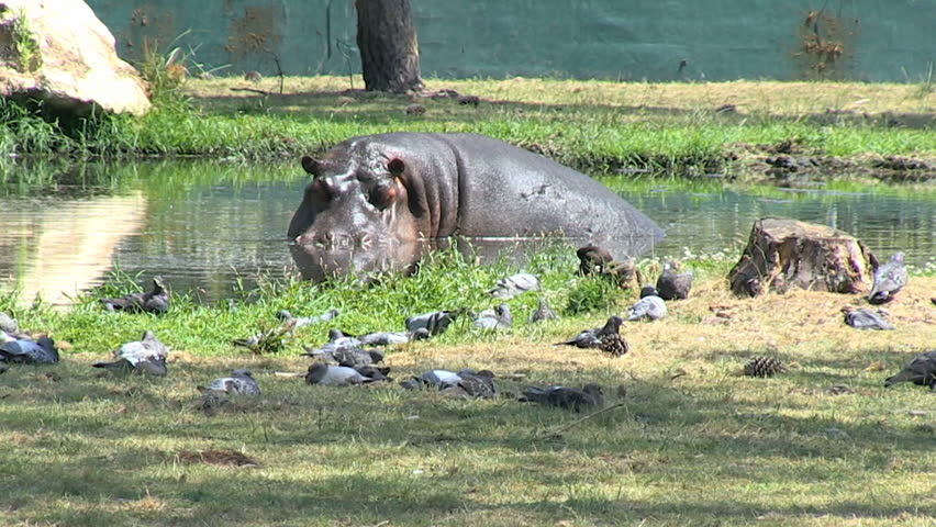 Hippopotamus sitting, long yawning and falling in pond surrounded by birds 