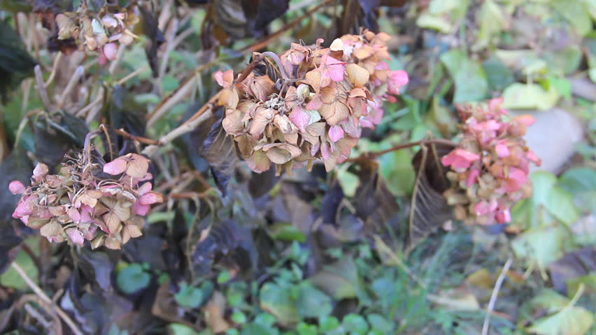Withered flowers after frozen night