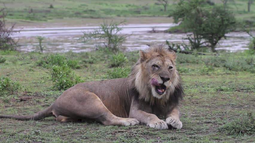Old male big lion 