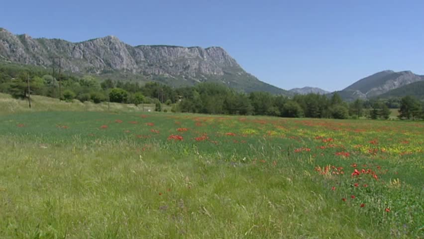 PROVENCE, FRANCE: alpine meadow with poppies blooming in French Alps - pan. The Route Napoleon leads from the French Riviera to the southern Pre-Alps.