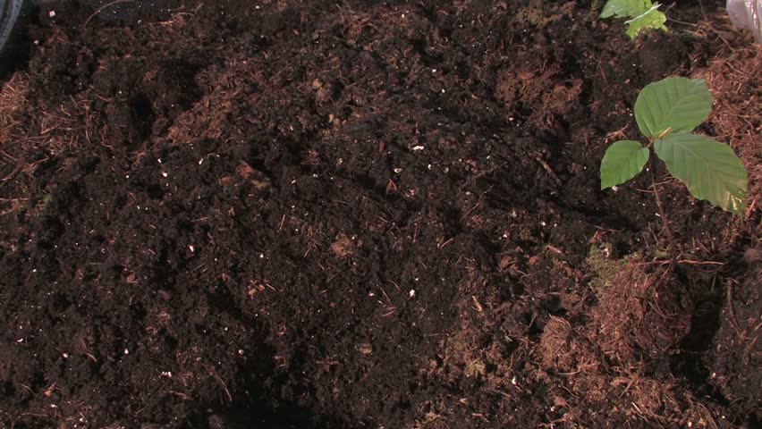 planting a tree in the ground