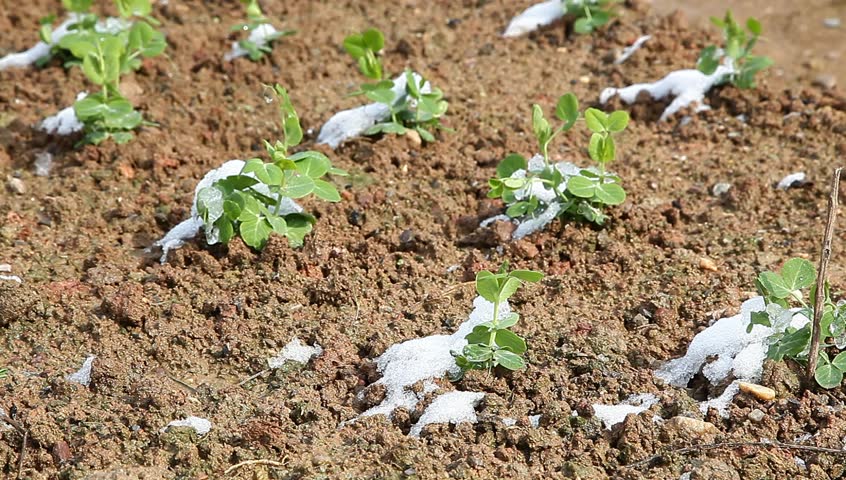 pisum sapling in the field with white snow