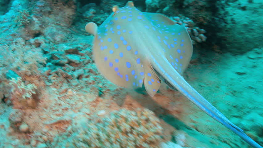 Stingray swims on the coral reef. Red sea.