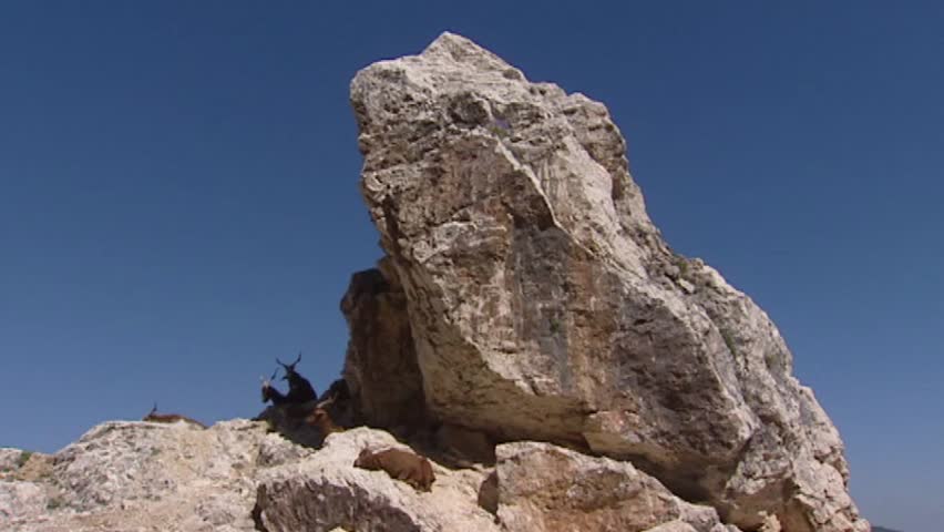 VERDON GORGE, FRANCE: brown goats ruminating on rock against blue sky - wide shot