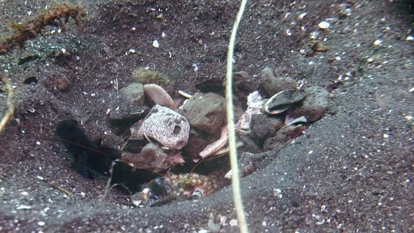 strange underwater creatures sequence of clips lembeh strait indonesia