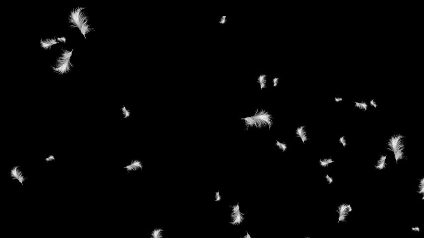 White feathers floating down with black ground