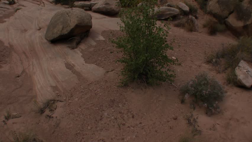 Tilt up to dead juniper tree in desert canyon, wide shot.