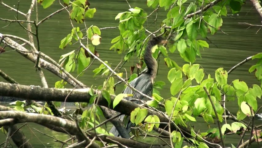 snakebird
Tortuguero (Costa Rica ) Nationalpark June 2012

