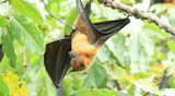 Flying foxes on tree.