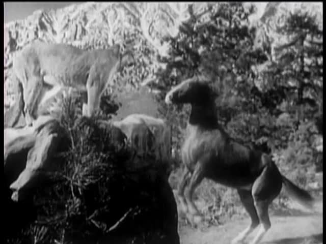Horse rearing up in front of growling cougar,