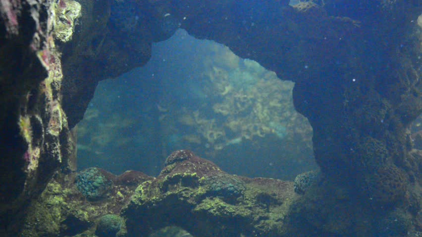 reef sharks in grotto