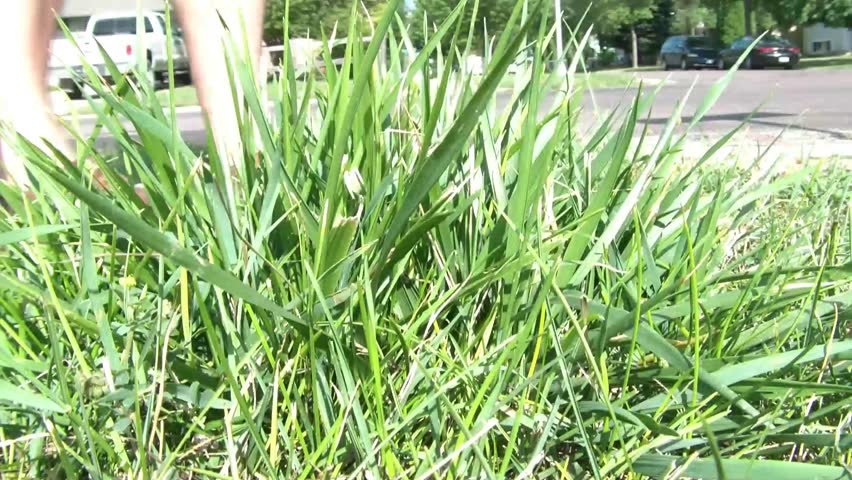 Clip of guy trimming a long patch of grass in sunlight and letting rotation stop in front of camera.