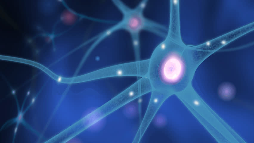 Nerve Cells