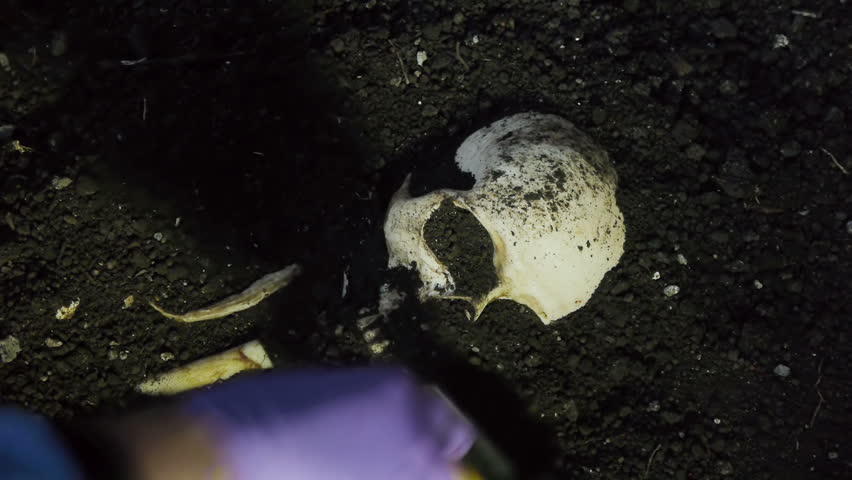 Unearthing Human Bones with Medium Brush. For Paleontology or Police Crime Scene Videos. All Fake Ceramic Bones.
