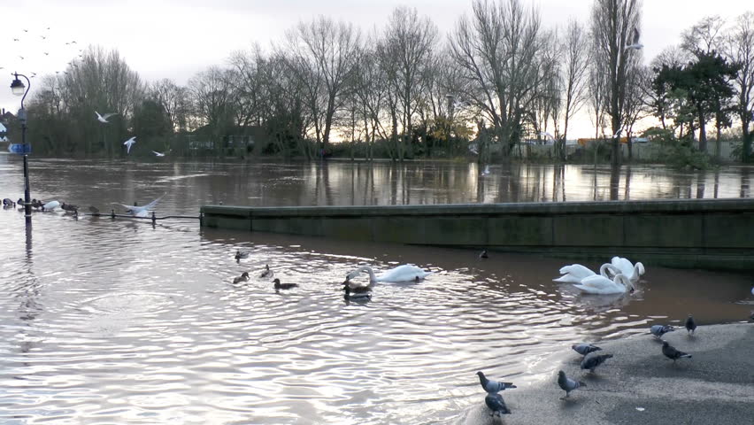 Ducks and Swans on a flooded street