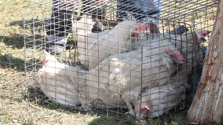 Lots of hens caught in a cage.
Hens in a cage.