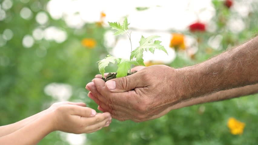 Child and senior man hands holding young plant against spring green background. Ecology concept