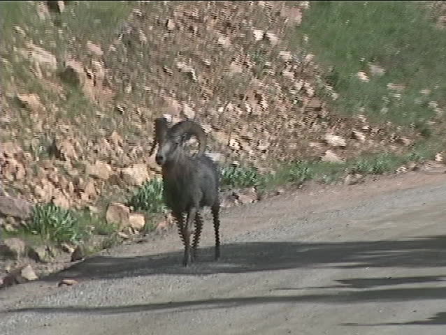 Rocky mountain bighorn sheep walk down the road in the high country of Colorado.