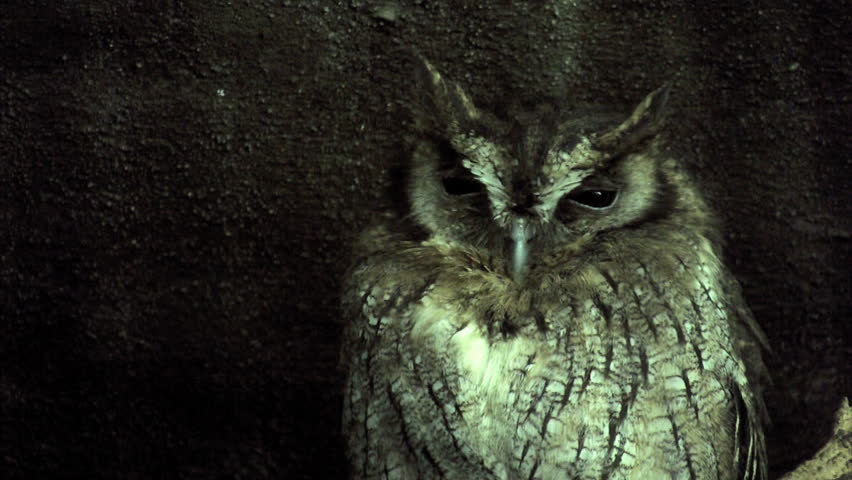 wise old screech owl