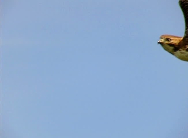 Falcon 02 Slow Motion High Speed 240fps