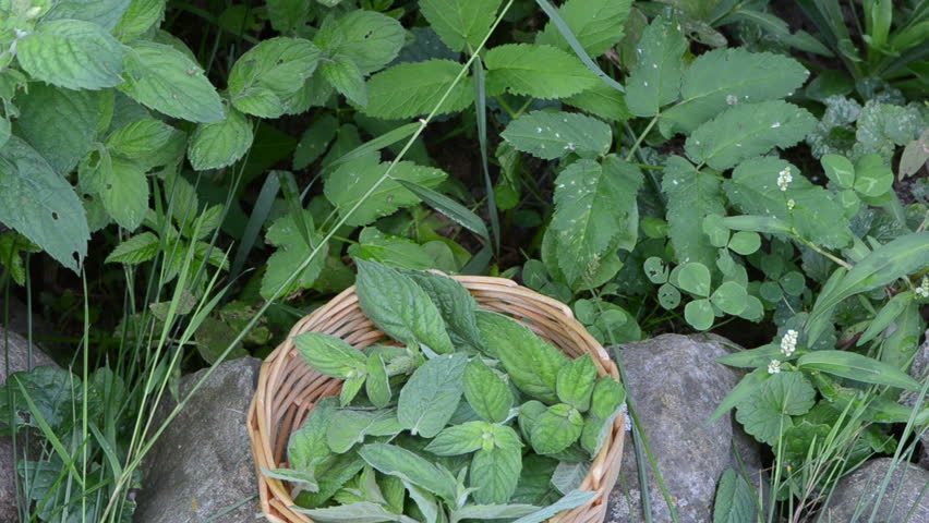 mint plant used for alternative medicine herbs and wicker woven basket full of leaves.