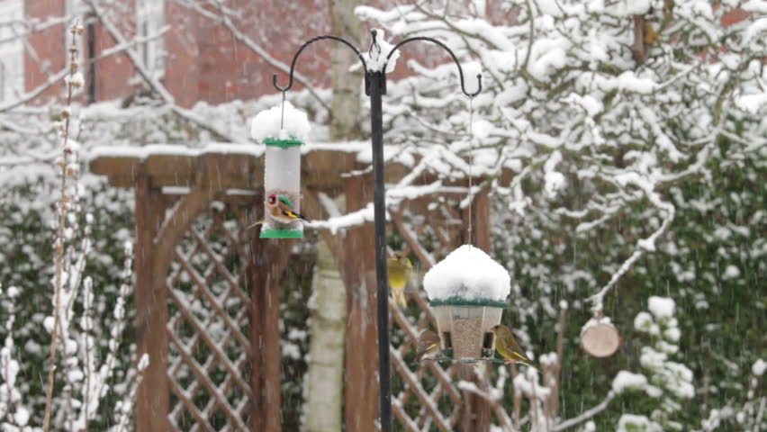 Garden birds eating seeds at feeders in winter