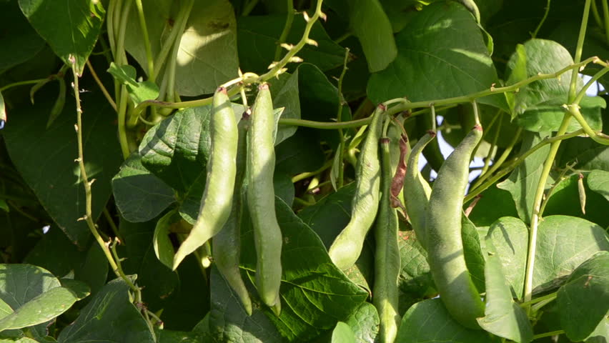 closeup of green bean pod strings and leaf moving in wind.