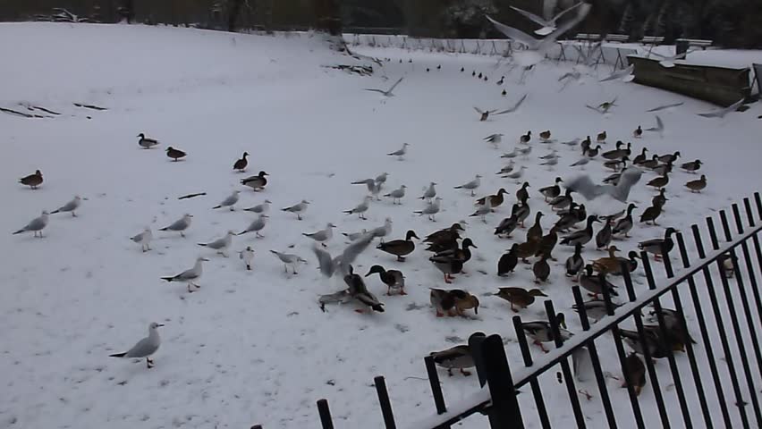 ducks in the snow