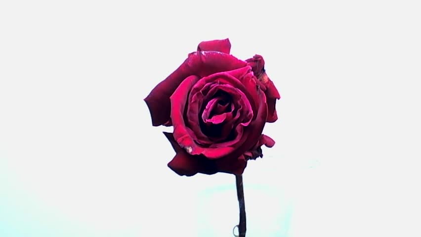 Rose Blooming and Wilting Time-lapse - This is a time-lapse video of a rose bud blooming and subsequently wilting, taken in such a way that the petals are seen falling in real time.