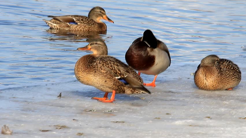 mallard ducks