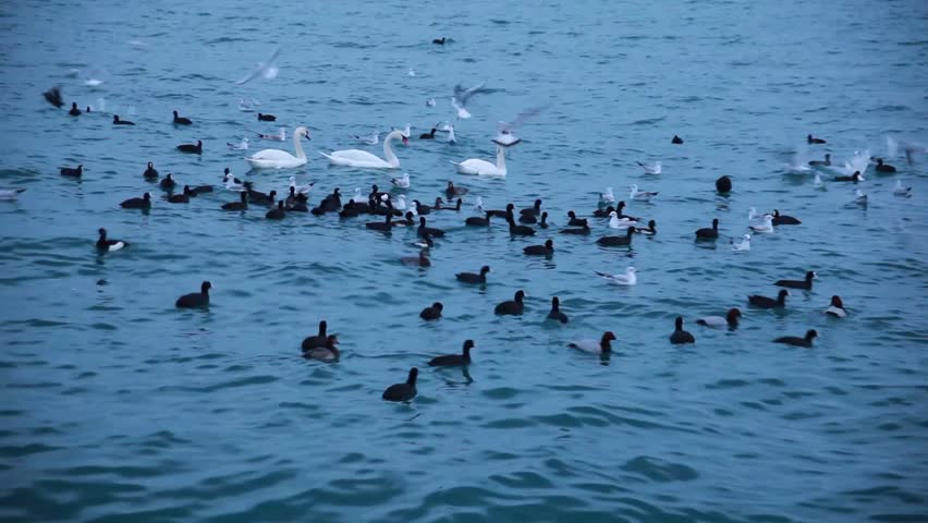 Three White Swans Swimming Away In The Sea