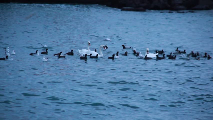 Three Swans And A Lot Of Black Birds In The Sea, Gulls Are Flying Round