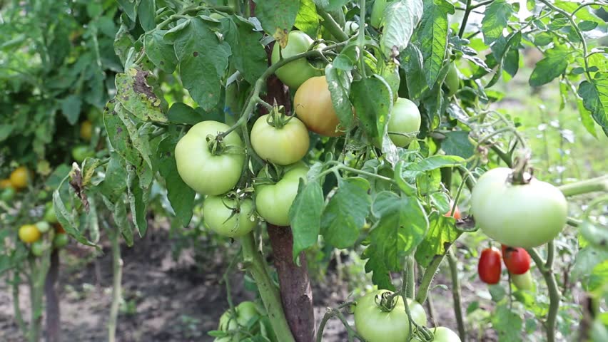 Unripe tomatoes in hothouse