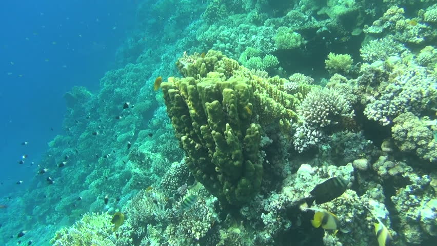colorful fishes on reef 31