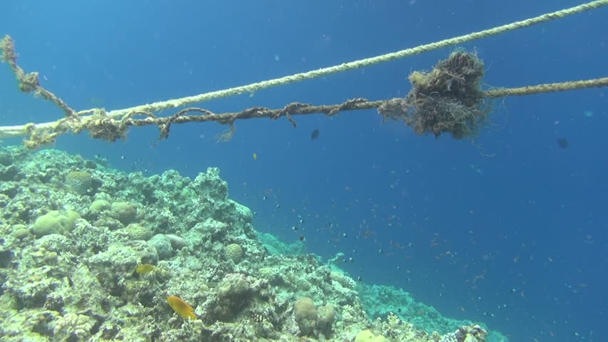 ropes on reef